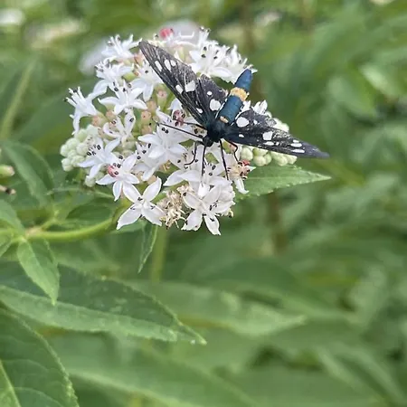 La Magara לינה וארוחת בוקר צ'יוויטה